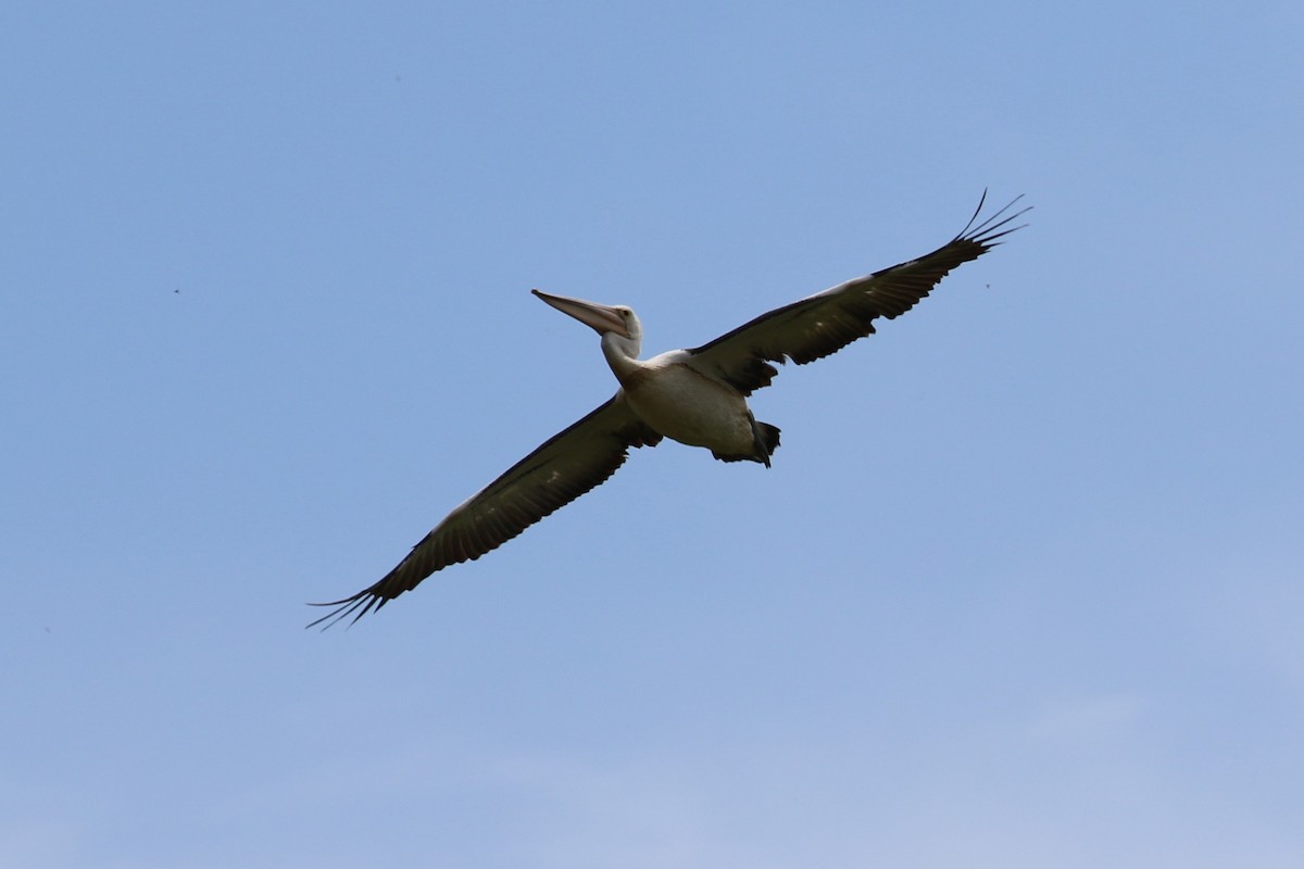 Австралийский пеликан - ML615987382