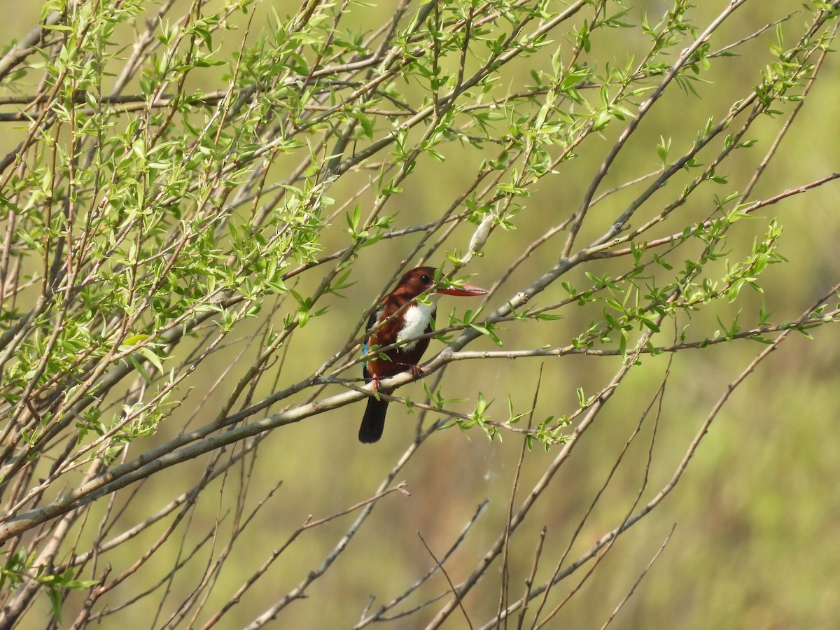 White-throated Kingfisher - Xiongfei Pu