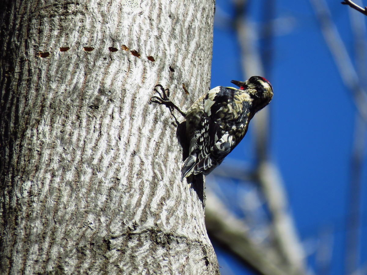 Yellow-bellied Sapsucker - ML615987401