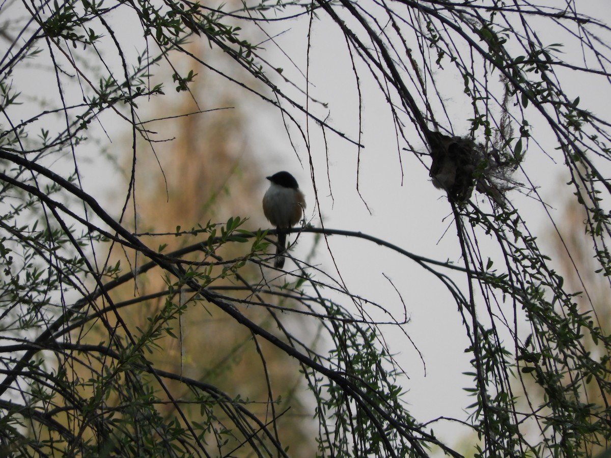 Long-tailed Shrike - ML615987403