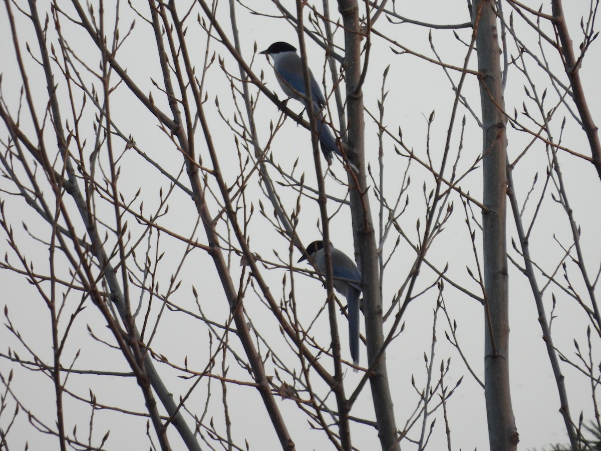 Azure-winged Magpie - ML615987407