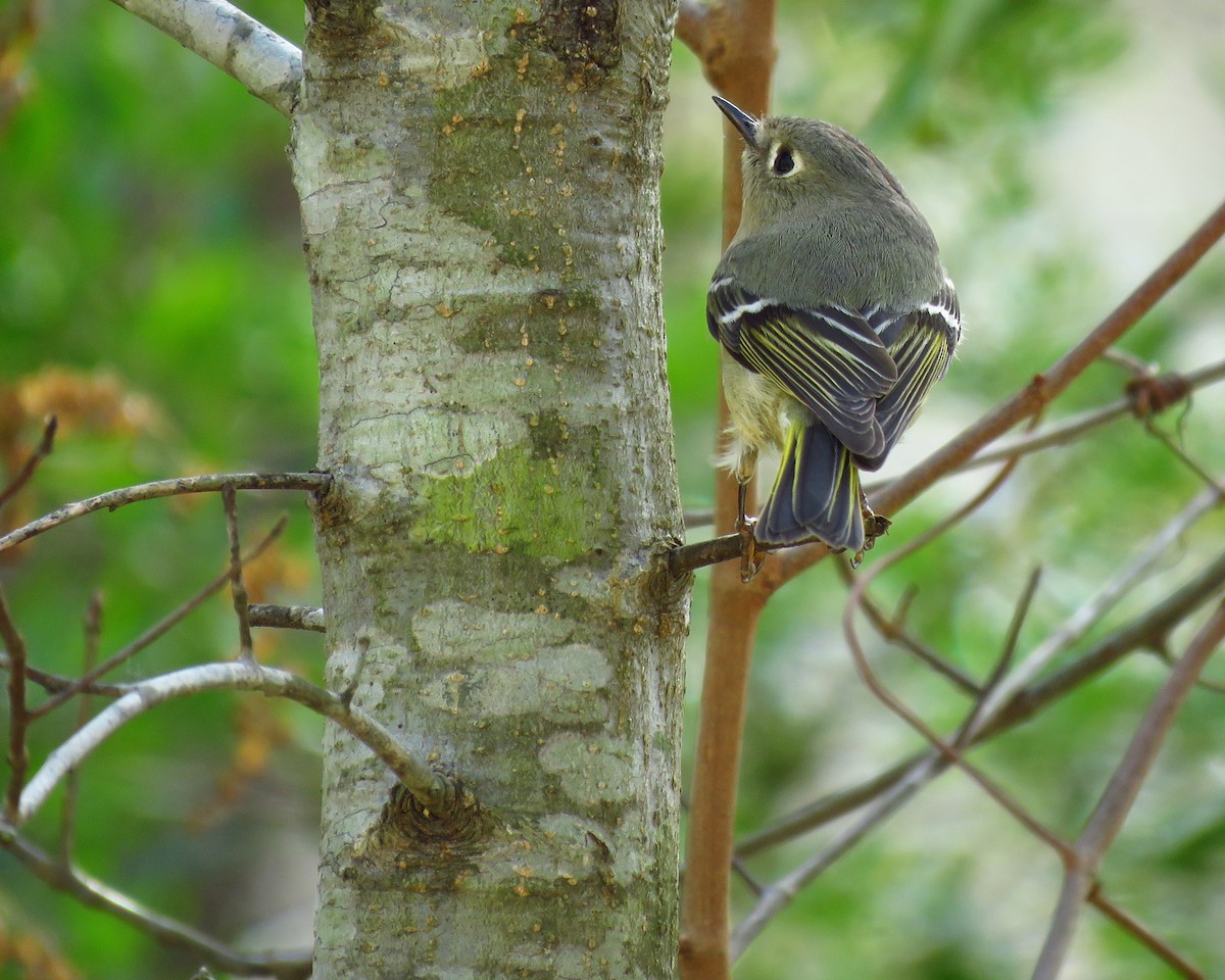 Ruby-crowned Kinglet - ML615987420