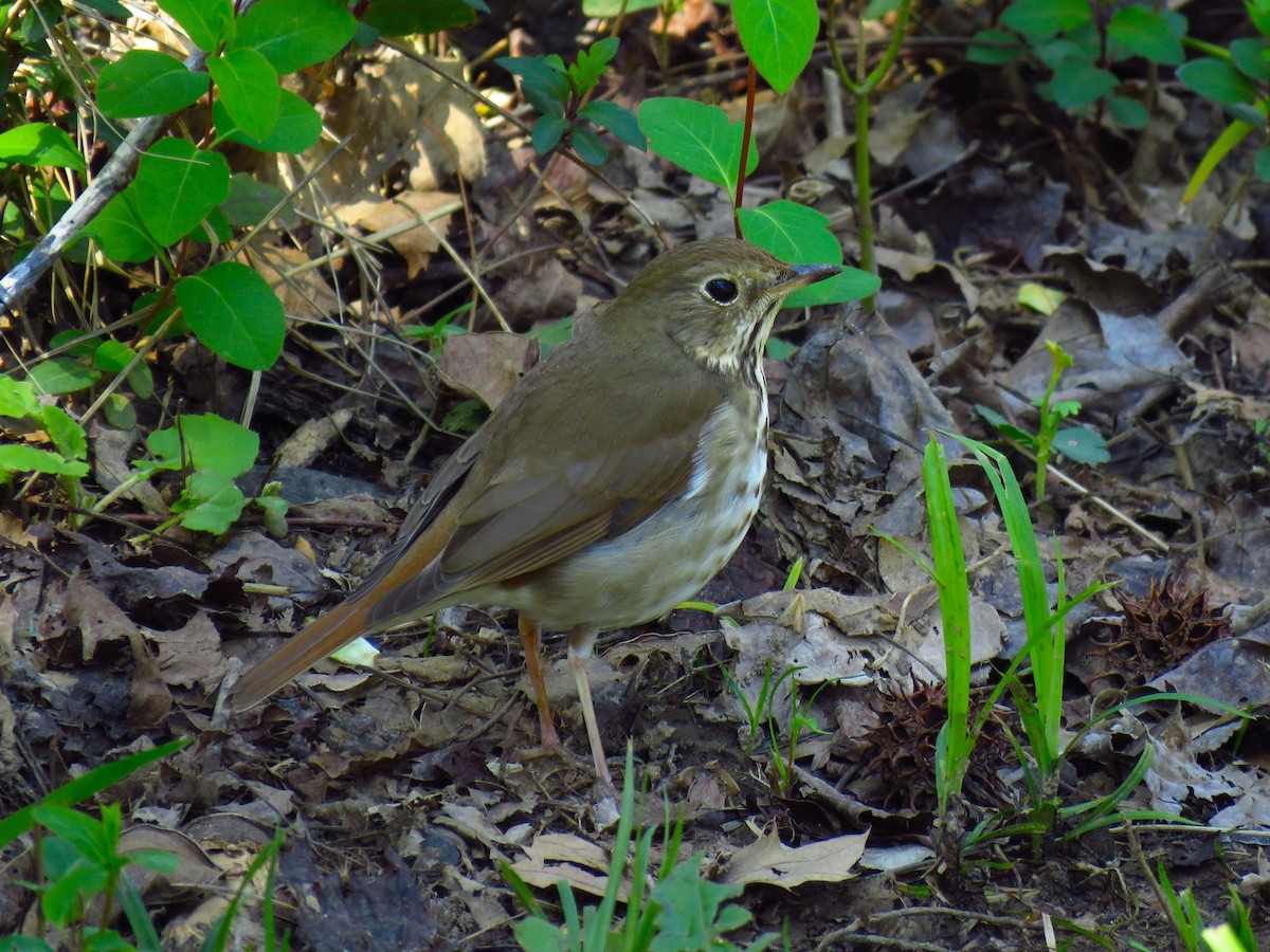 Hermit Thrush - ML615987469