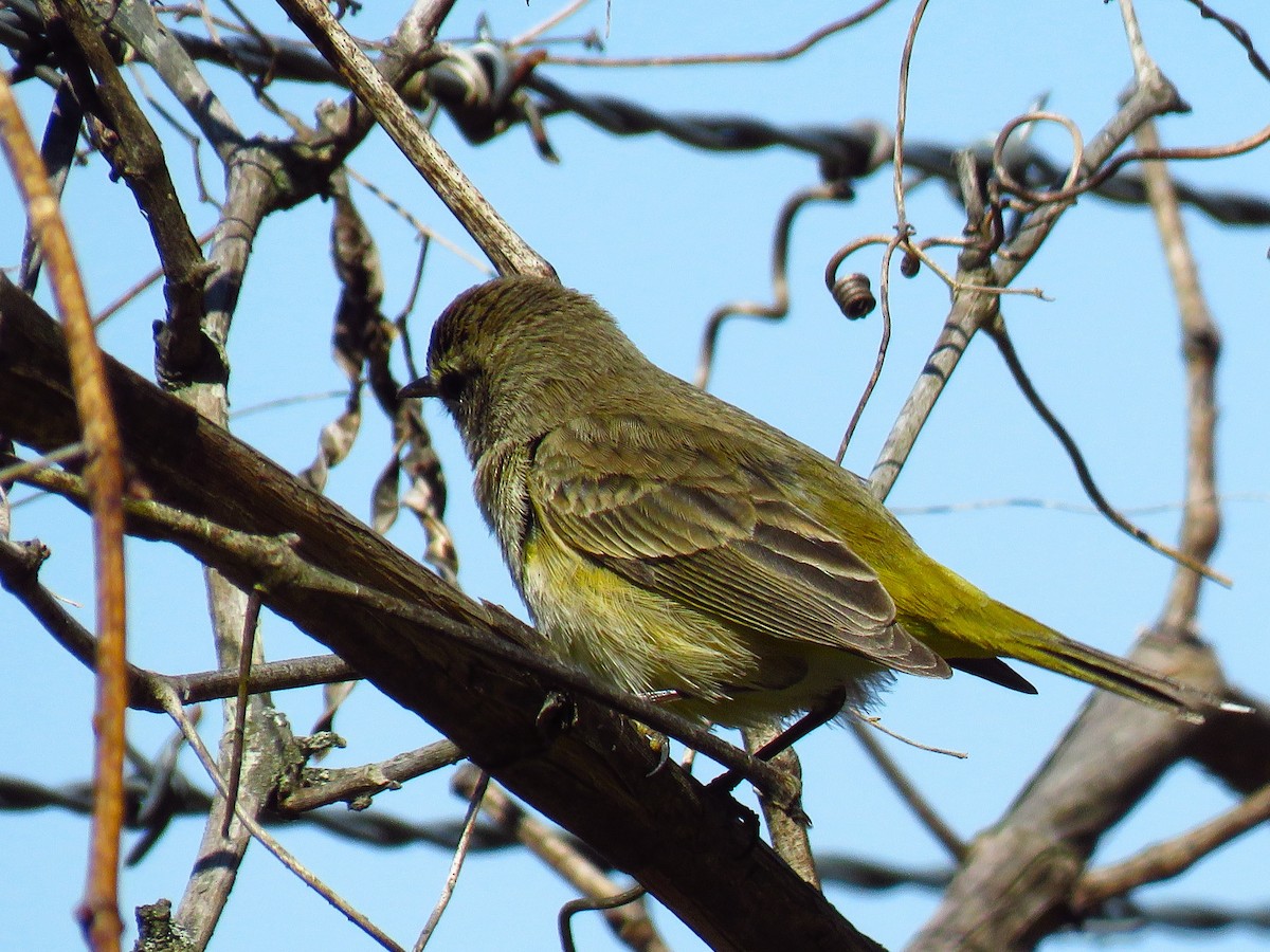 Palm Warbler - ML615987483