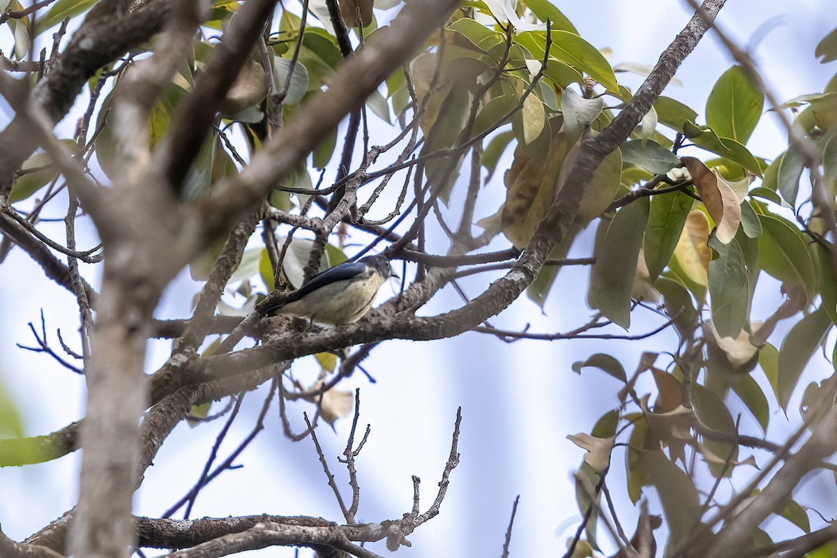 Cambodian Flowerpecker - ML615987544