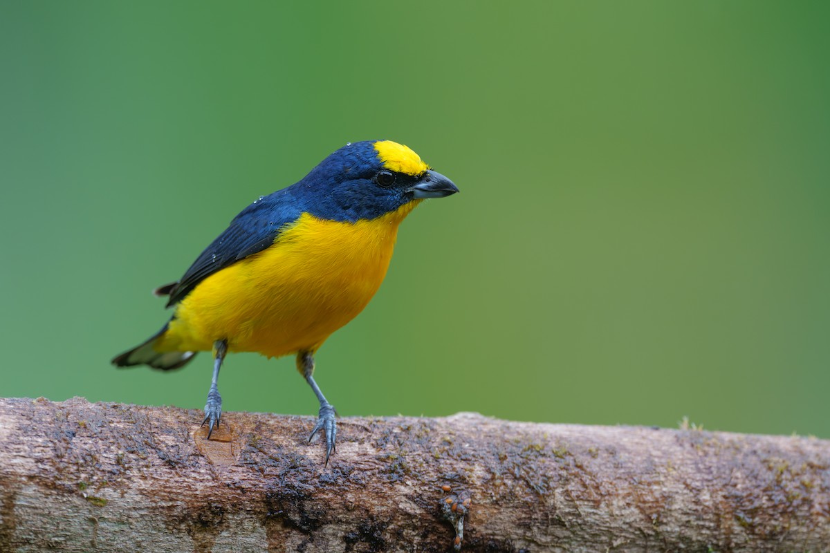 Thick-billed Euphonia - Austin Groff