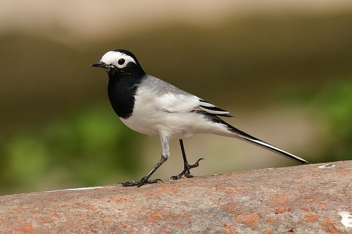 White Wagtail (Masked) - ML615987634