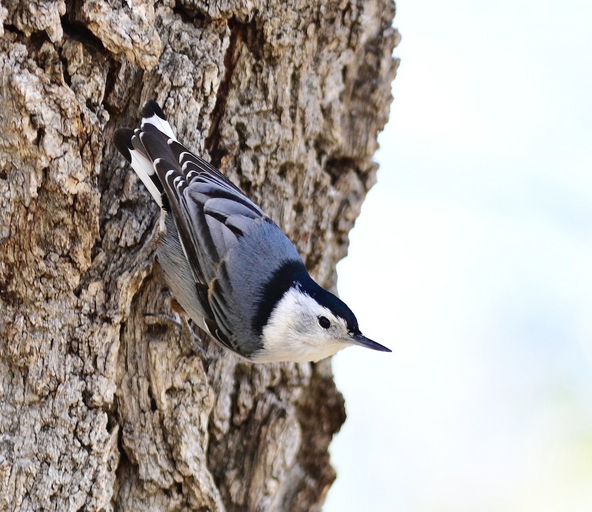 White-breasted Nuthatch - ML615987646