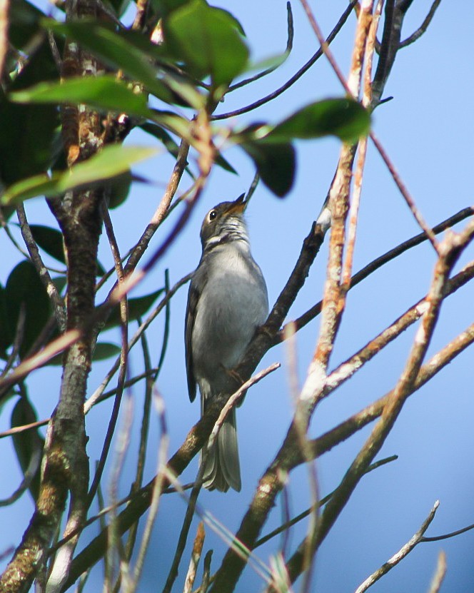 Cuban Solitaire - ML615987653