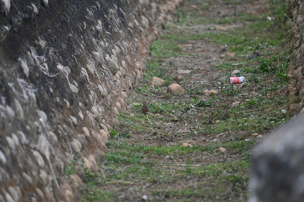 Полосатая трёхперстка - ML615987670