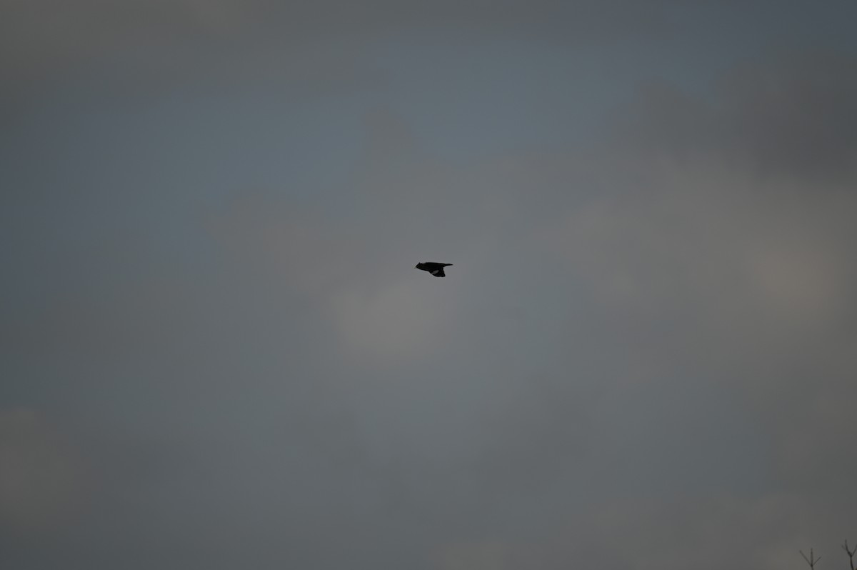 Хохлатая майна - ML615987680