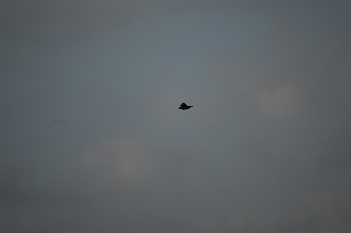 Хохлатая майна - ML615987681