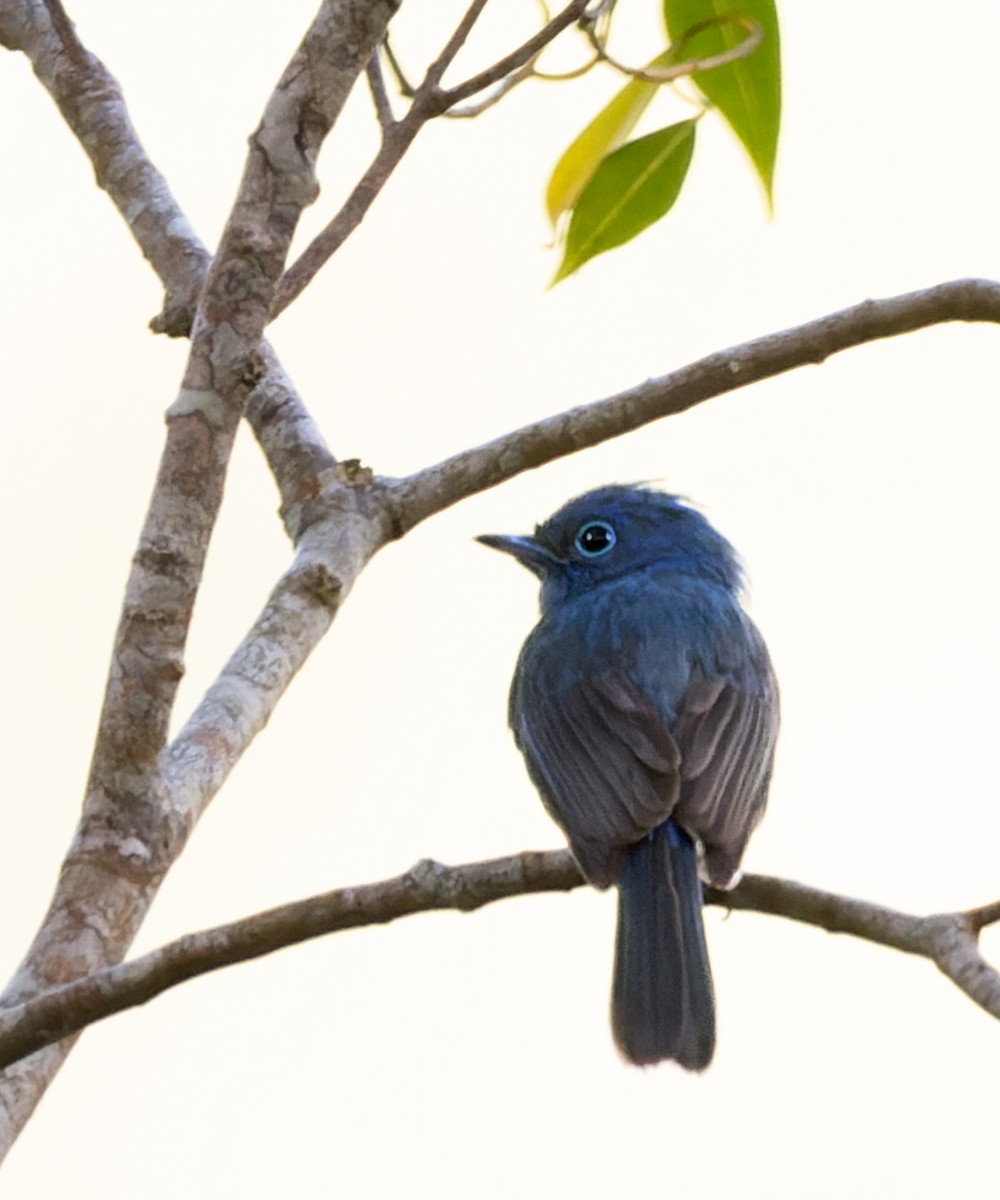 Short-crested Monarch - Enrico Legaspi