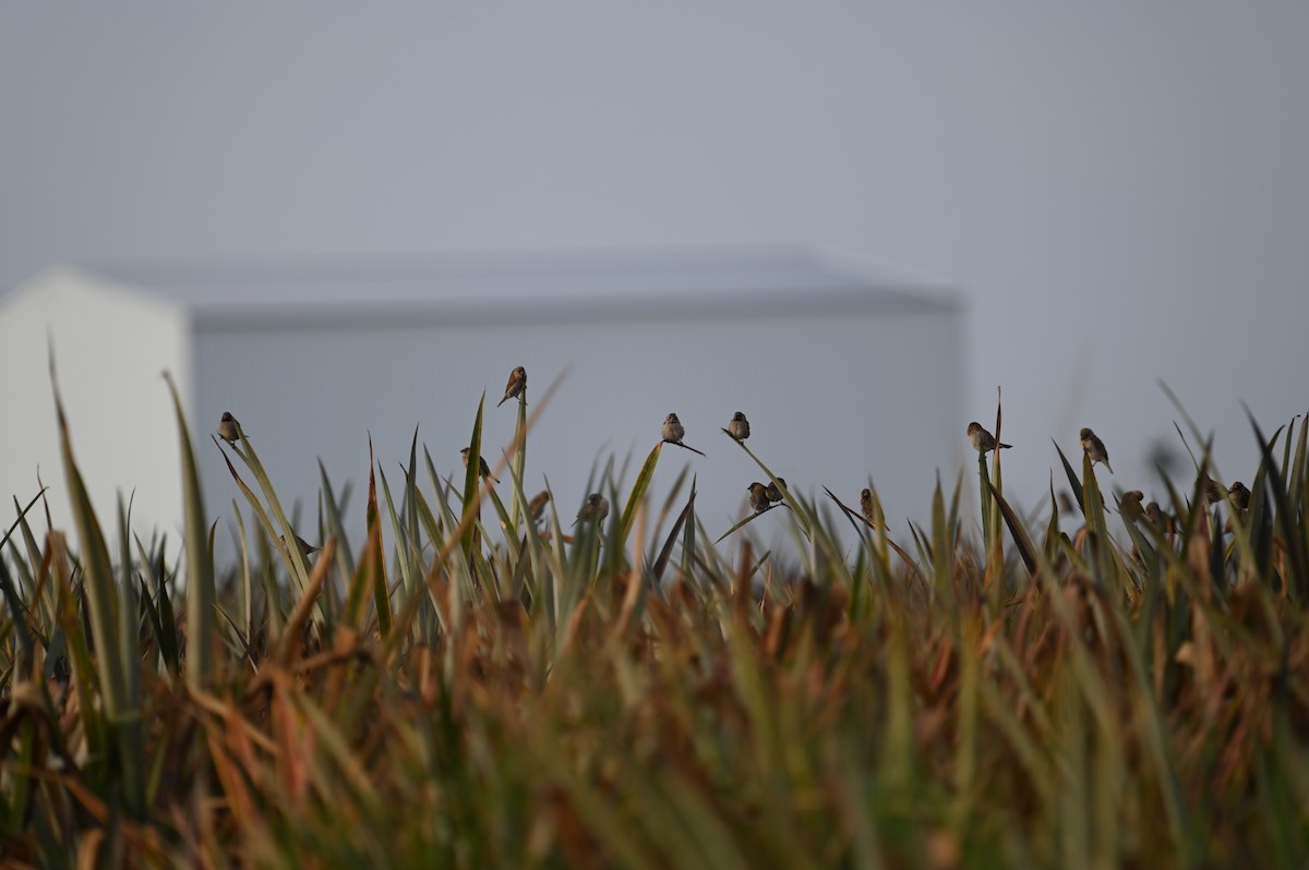 Чешуйчатая муния - ML615987712