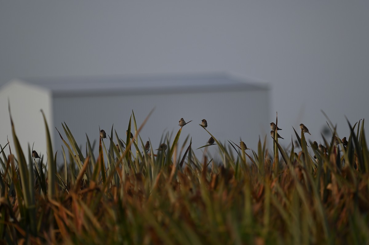 Чешуйчатая муния - ML615987713