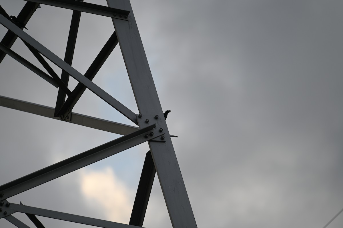 Хохлатая майна - ML615987714