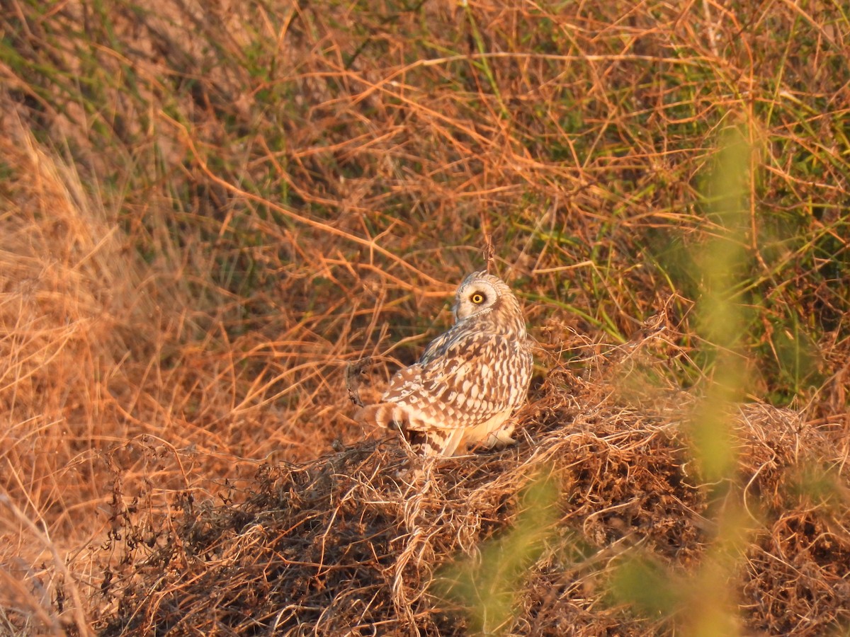 Hibou des marais - ML615987727