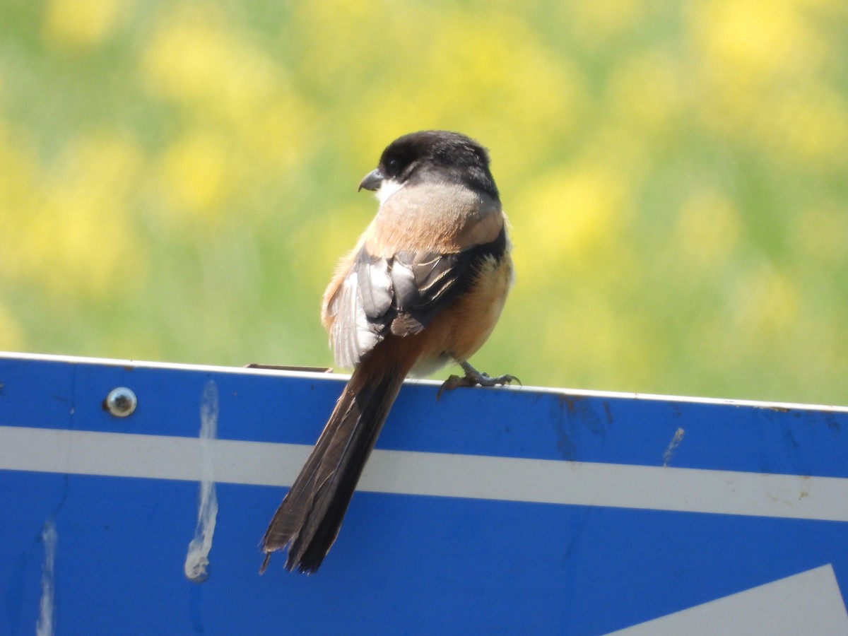 Long-tailed Shrike - ML615987730