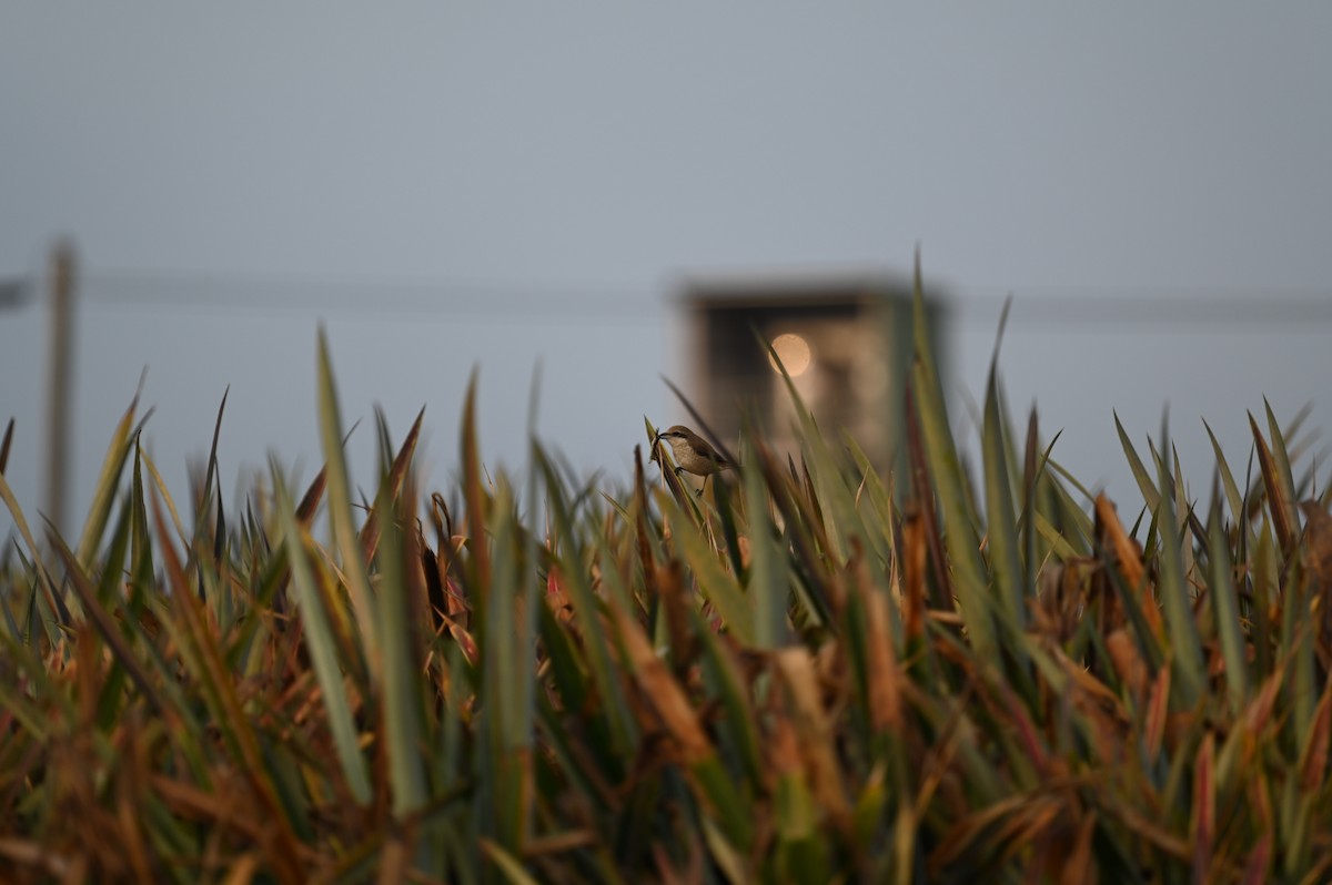 Сибирский жулан - ML615987731