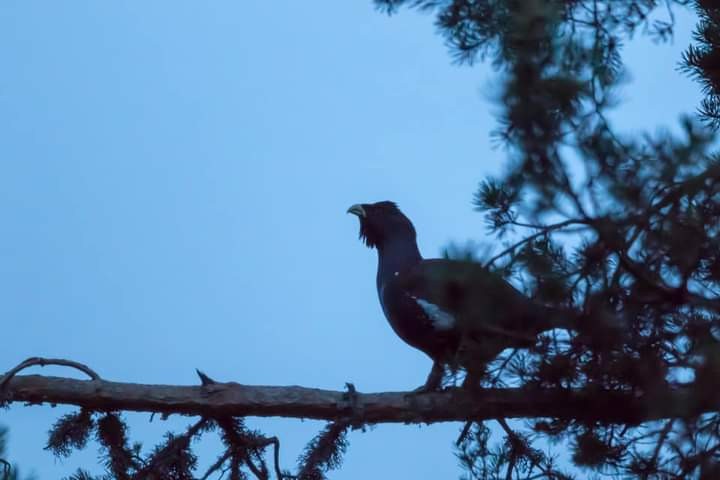 Western Capercaillie - Stanislav Dimitrov