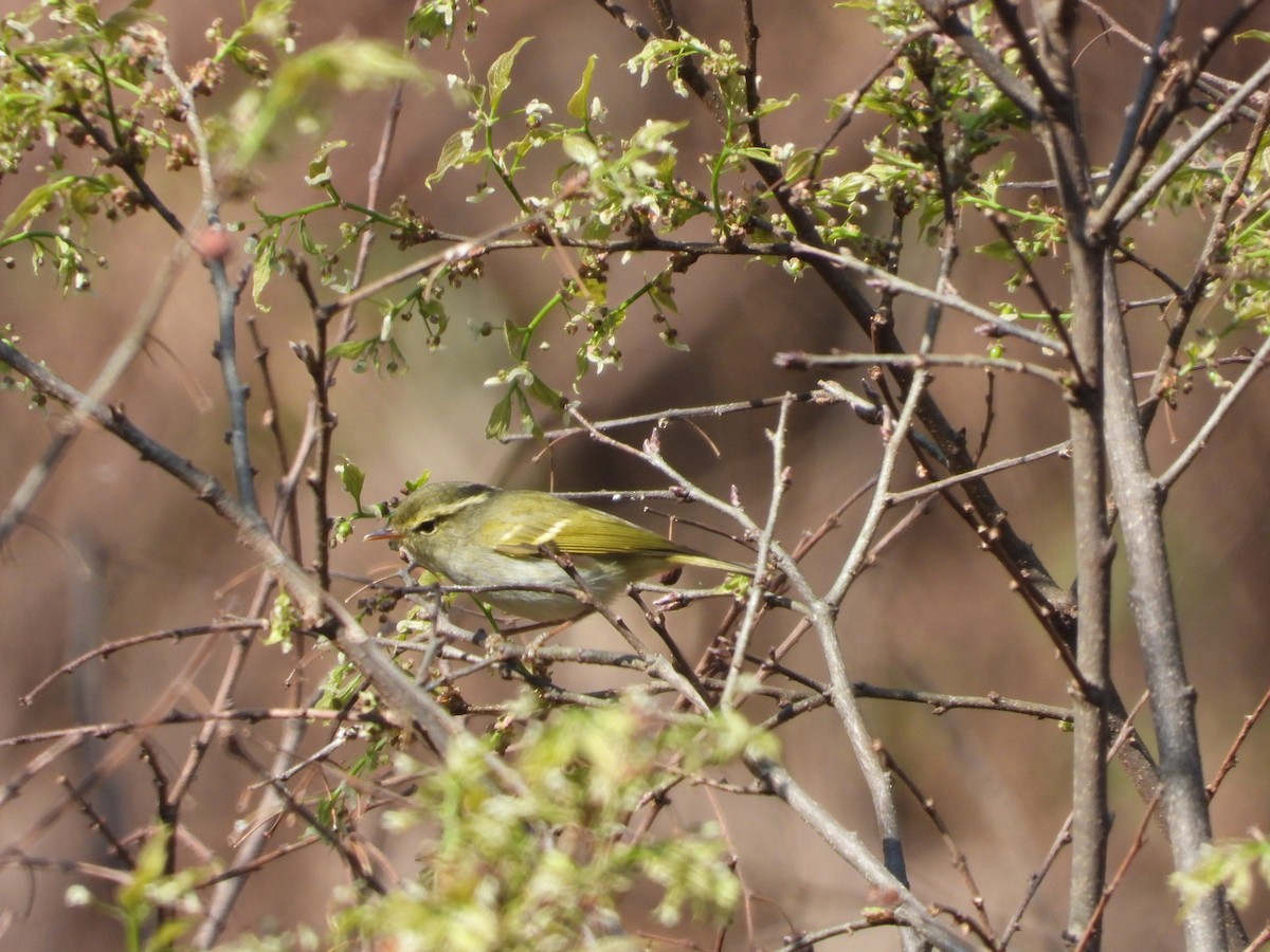 Davison's Leaf Warbler - Xiongfei Pu