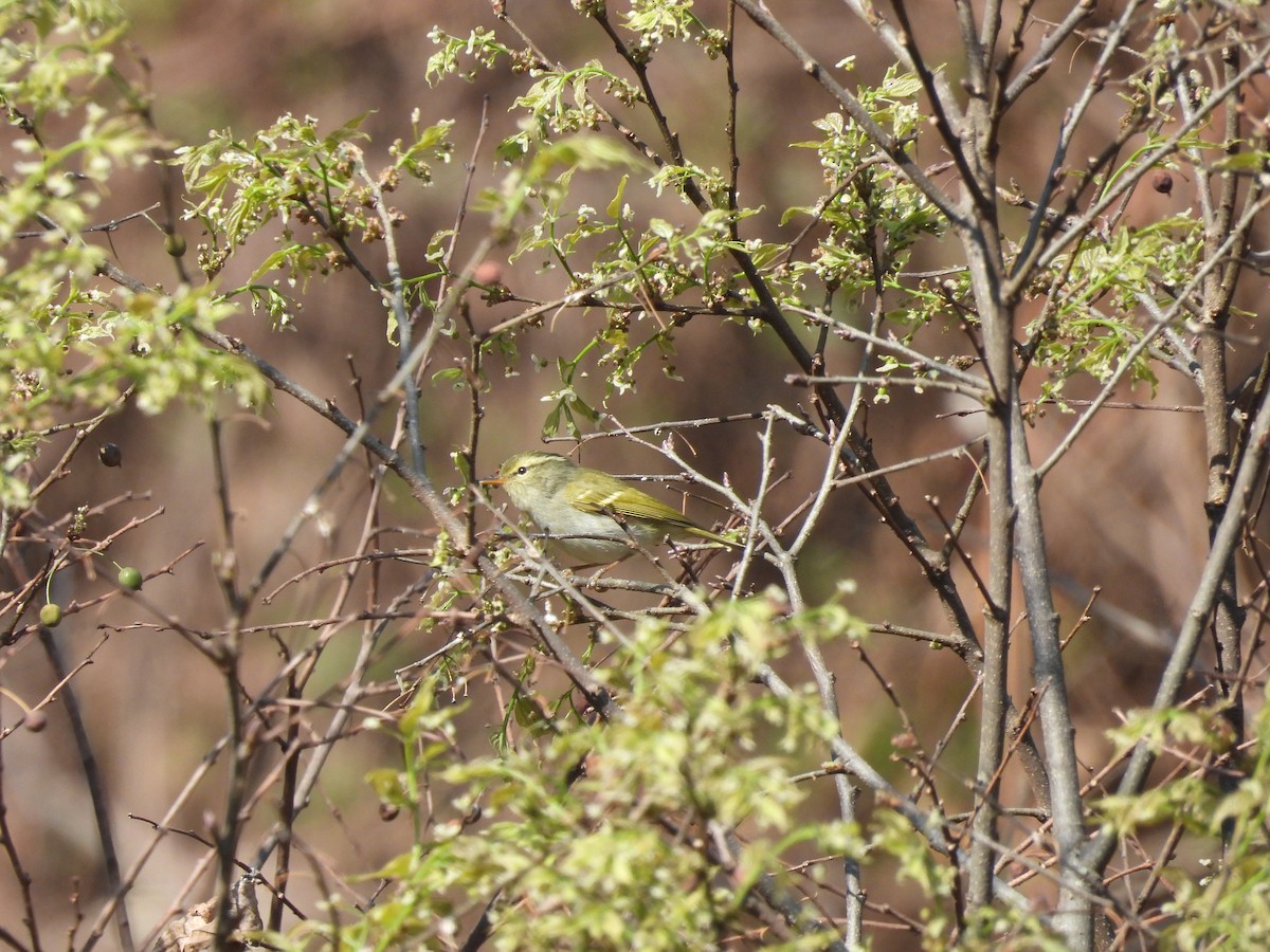 Davison's Leaf Warbler - Xiongfei Pu