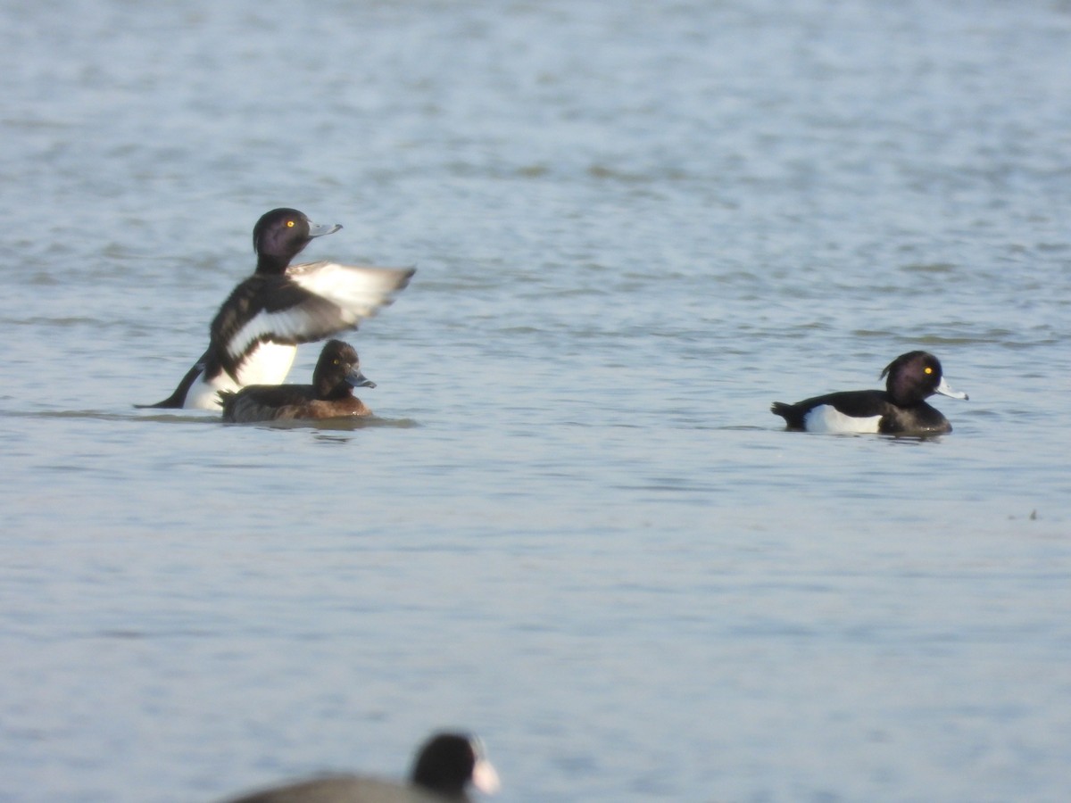 Tufted Duck - ML615987764