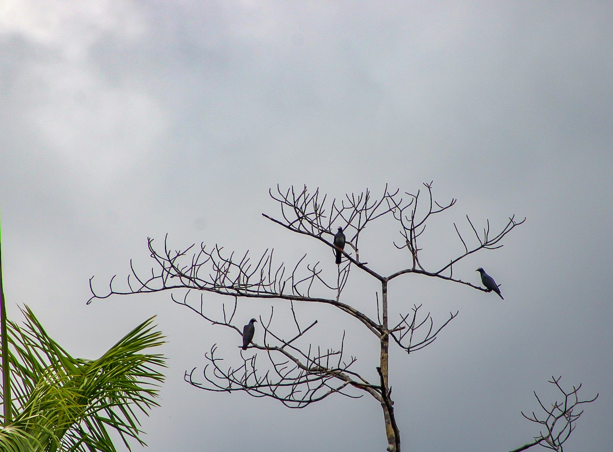 White-crowned Pigeon - ML615987769