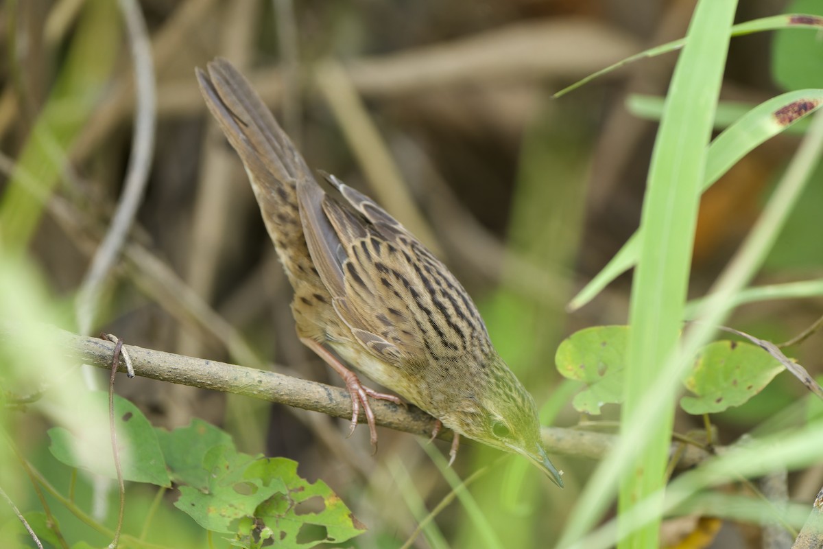 Lanceolated Warbler - Sam Hambly