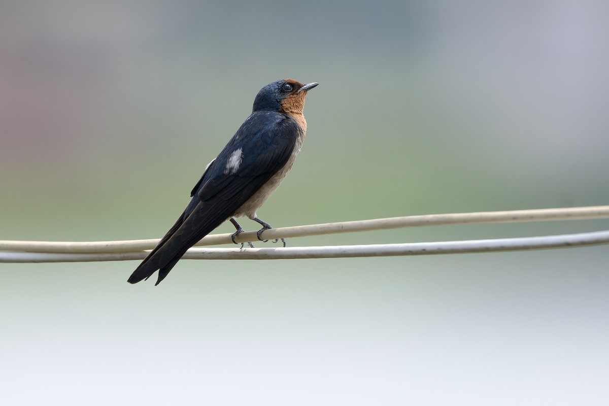 Pacific Swallow (Pacific) - Sam Hambly