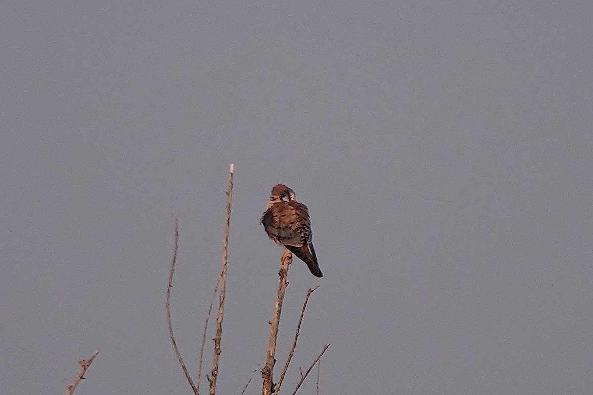 American Kestrel - ML615987906