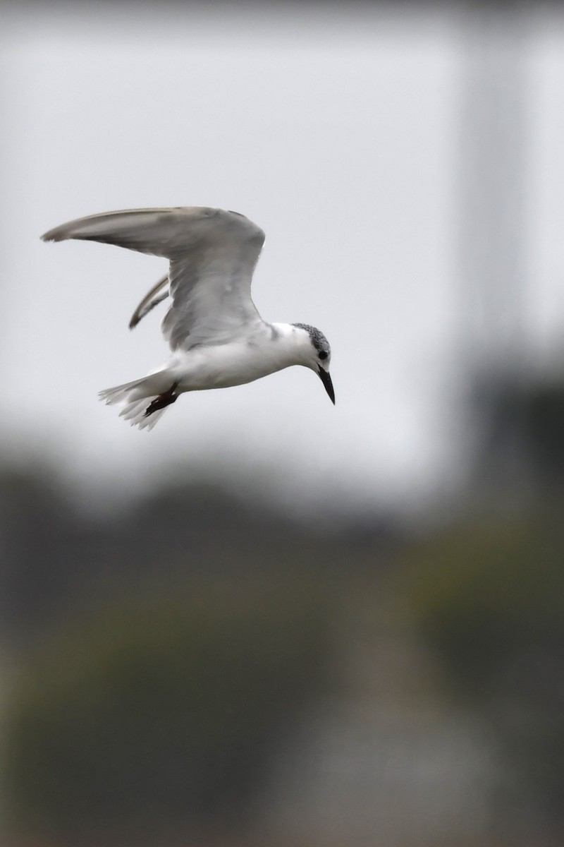 Whiskered Tern - ML615987924