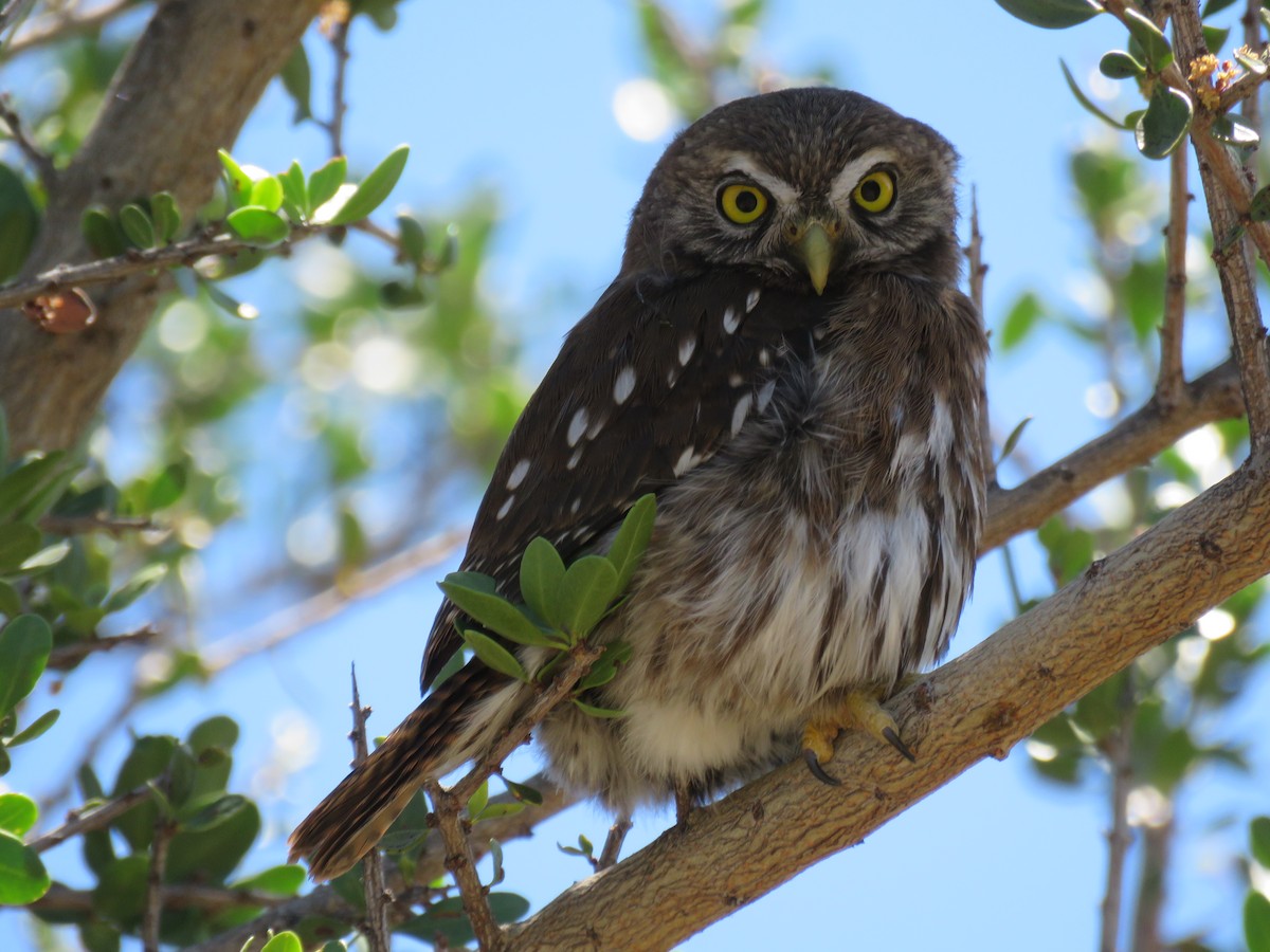 Austral Pygmy-Owl - ML615987931