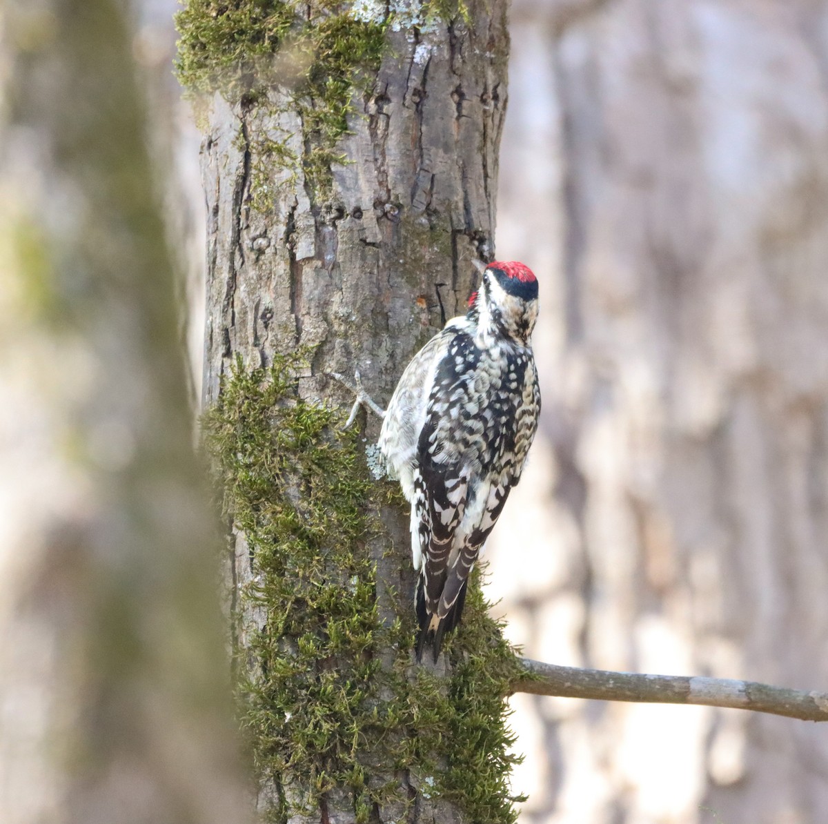 Yellow-bellied Sapsucker - ML615987975