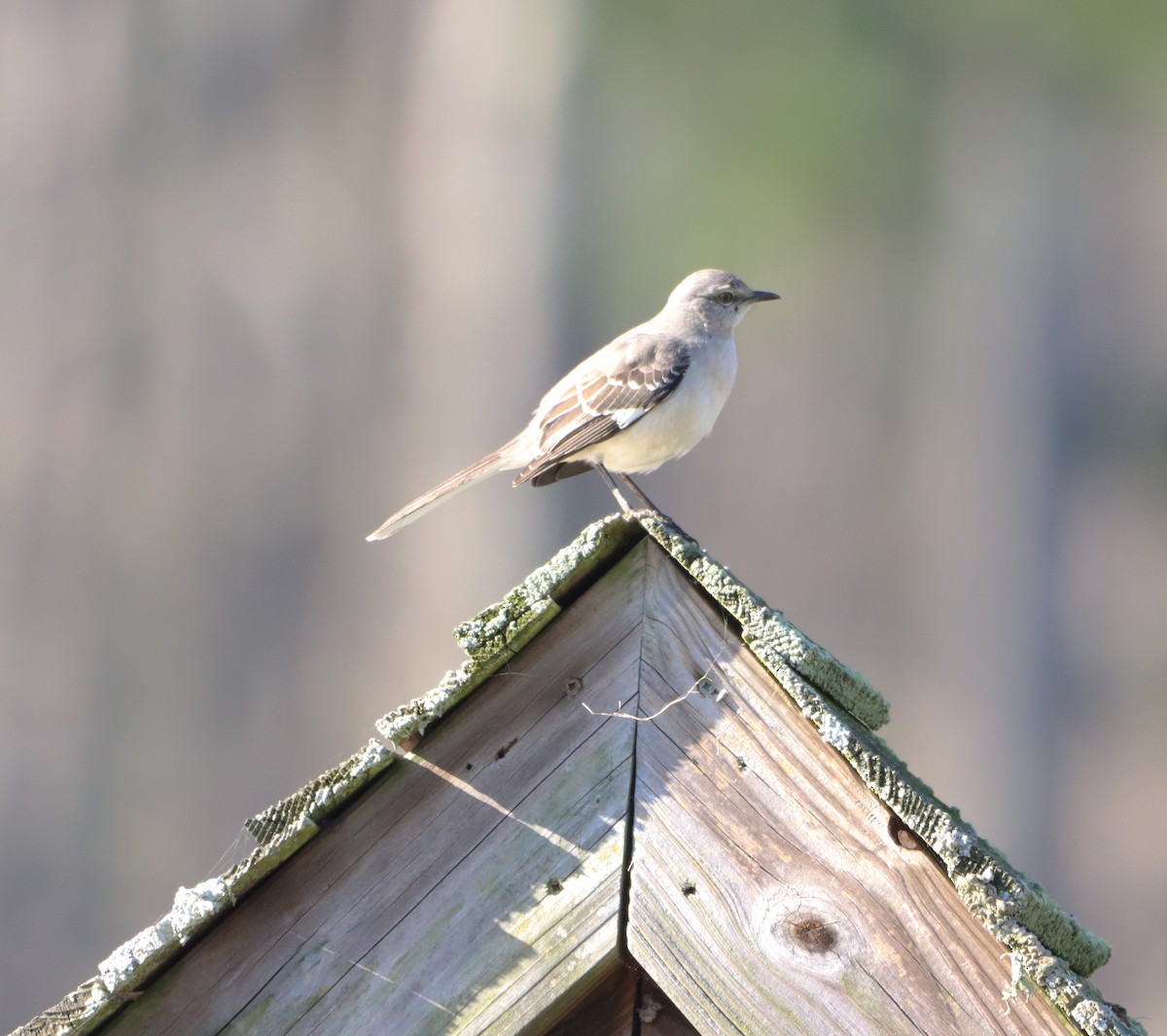 Northern Mockingbird - ML615988002