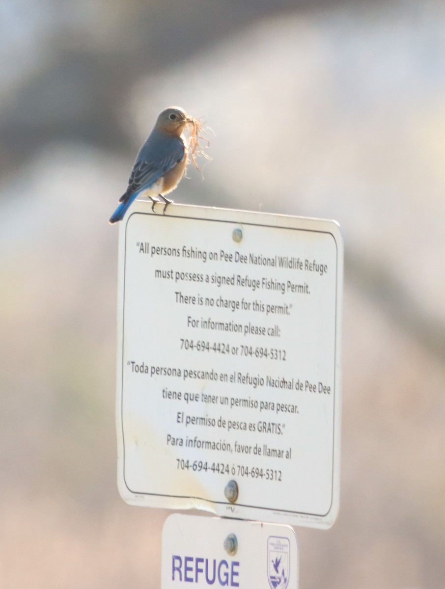 Eastern Bluebird - ML615988004