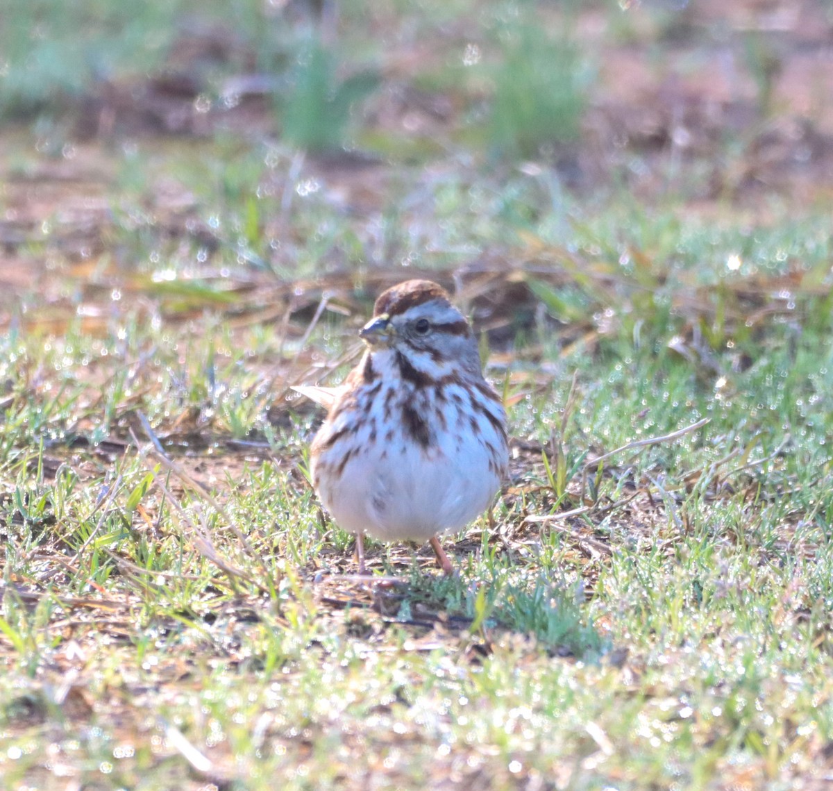 Song Sparrow - ML615988011