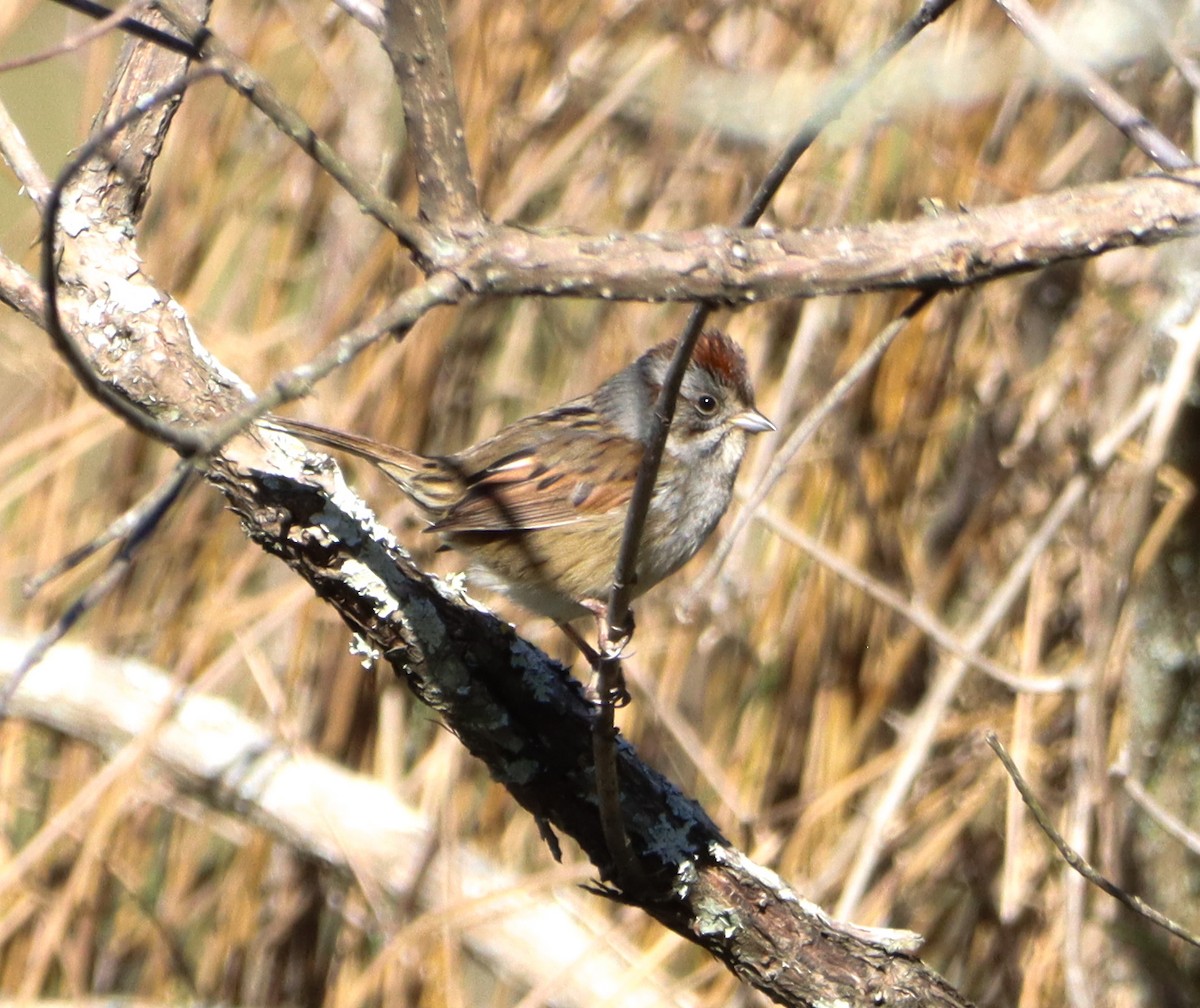 Swamp Sparrow - ML615988017