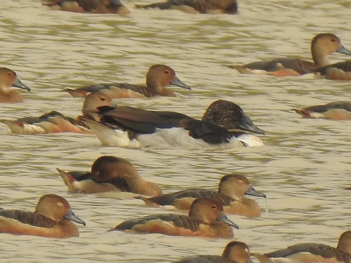 Knob-billed Duck - ML615988048