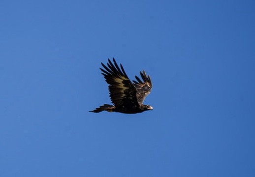 Wedge-tailed Eagle - Davis Lau