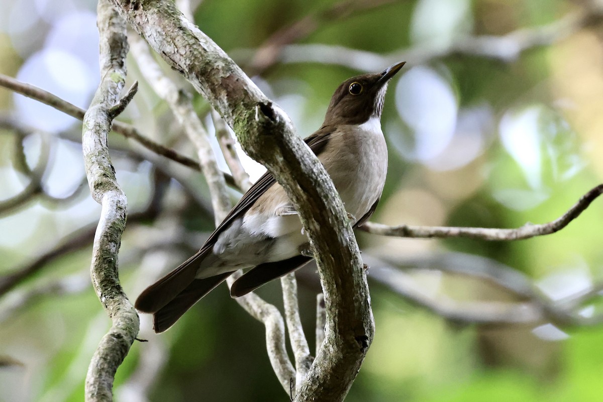 White-throated Thrush - Jonathan Slifkin