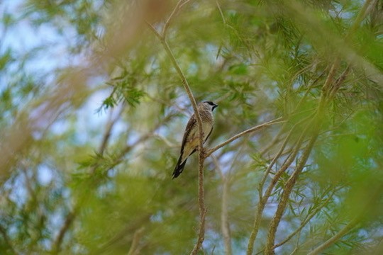 Plum-headed Finch - Davis Lau