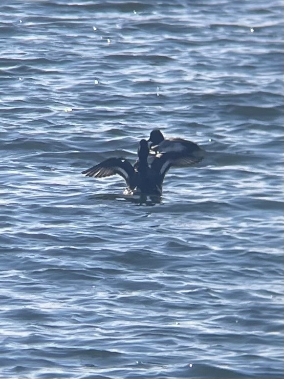 Greater Scaup - ML615988134