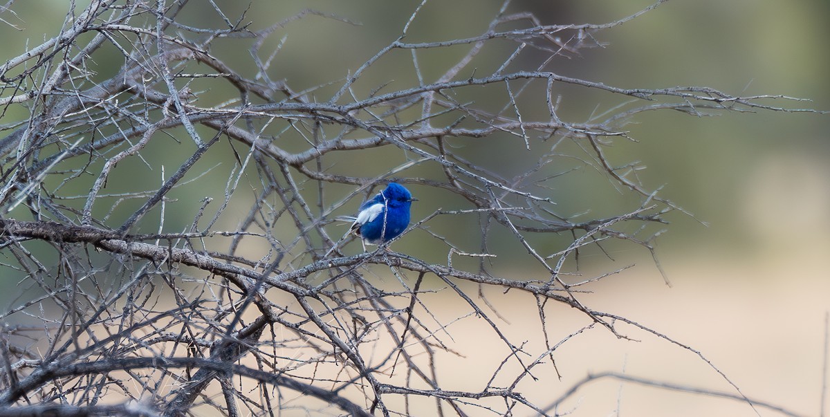 White-winged Fairywren - ML615988163