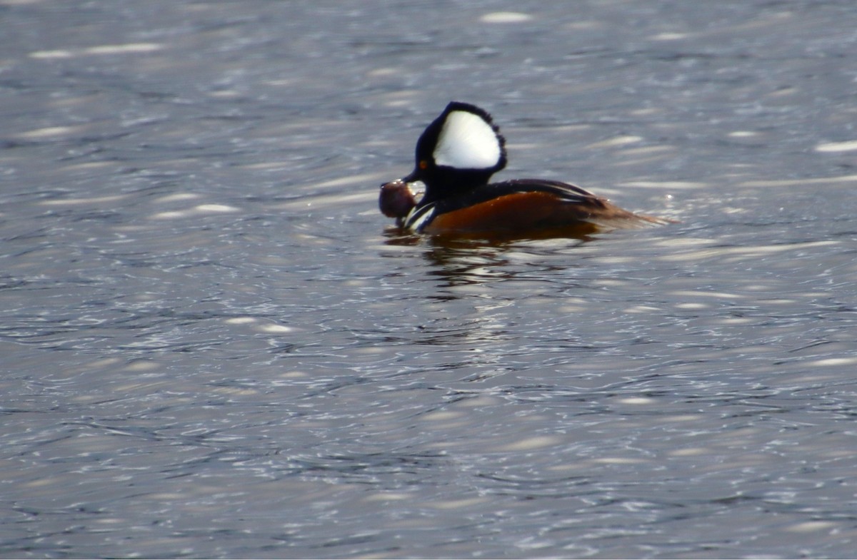 Hooded Merganser - ML615988236