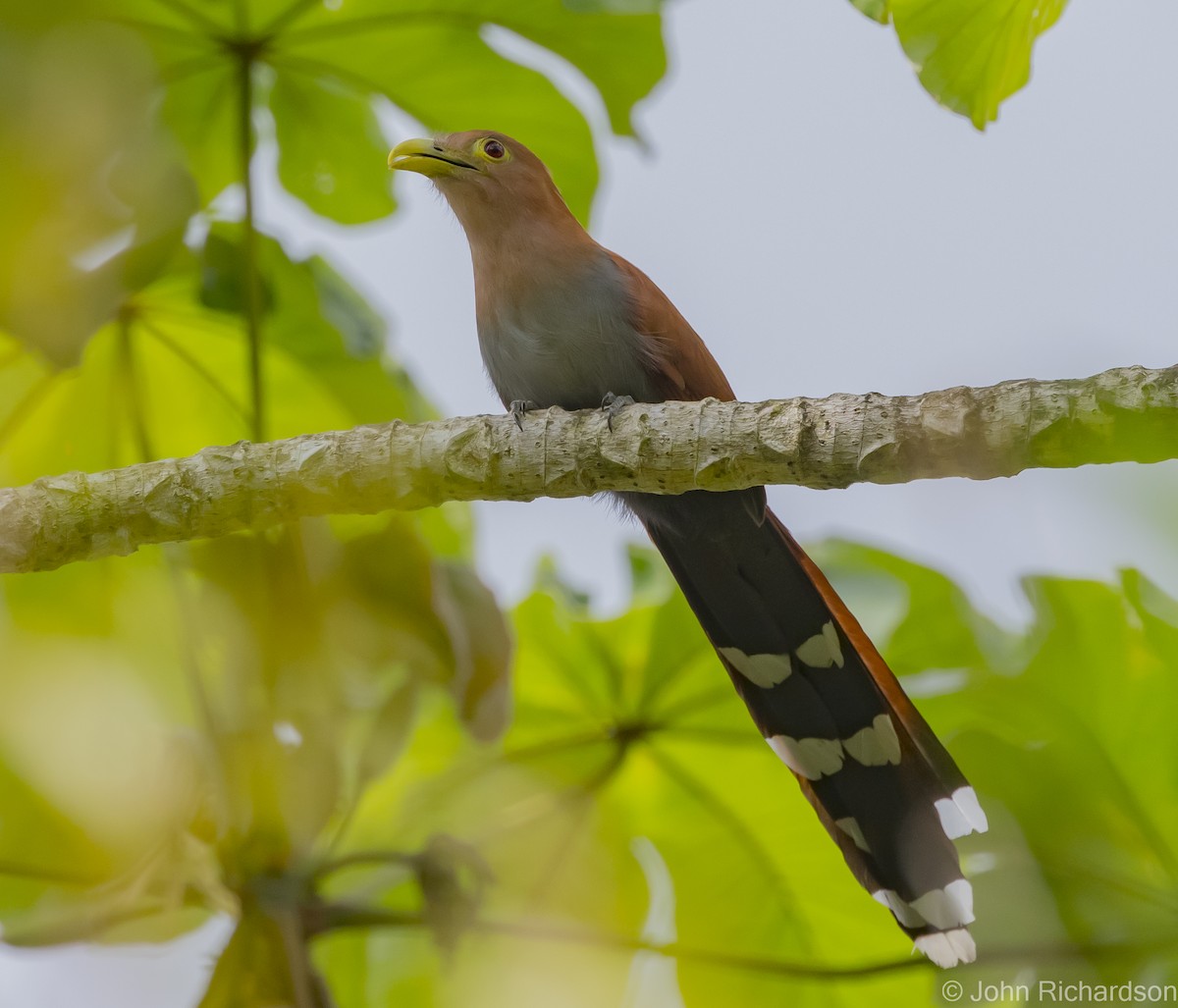 Squirrel Cuckoo - John Richardson