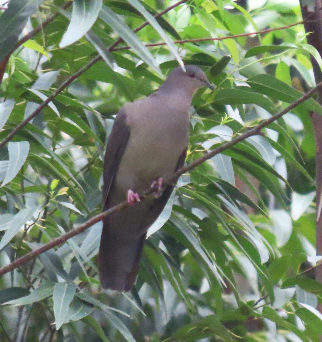 Plumbeous Pigeon - ML615988264