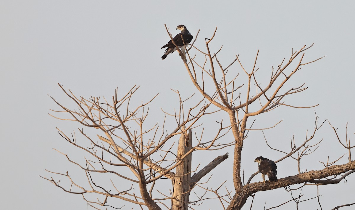 African Hawk-Eagle - ML615988335