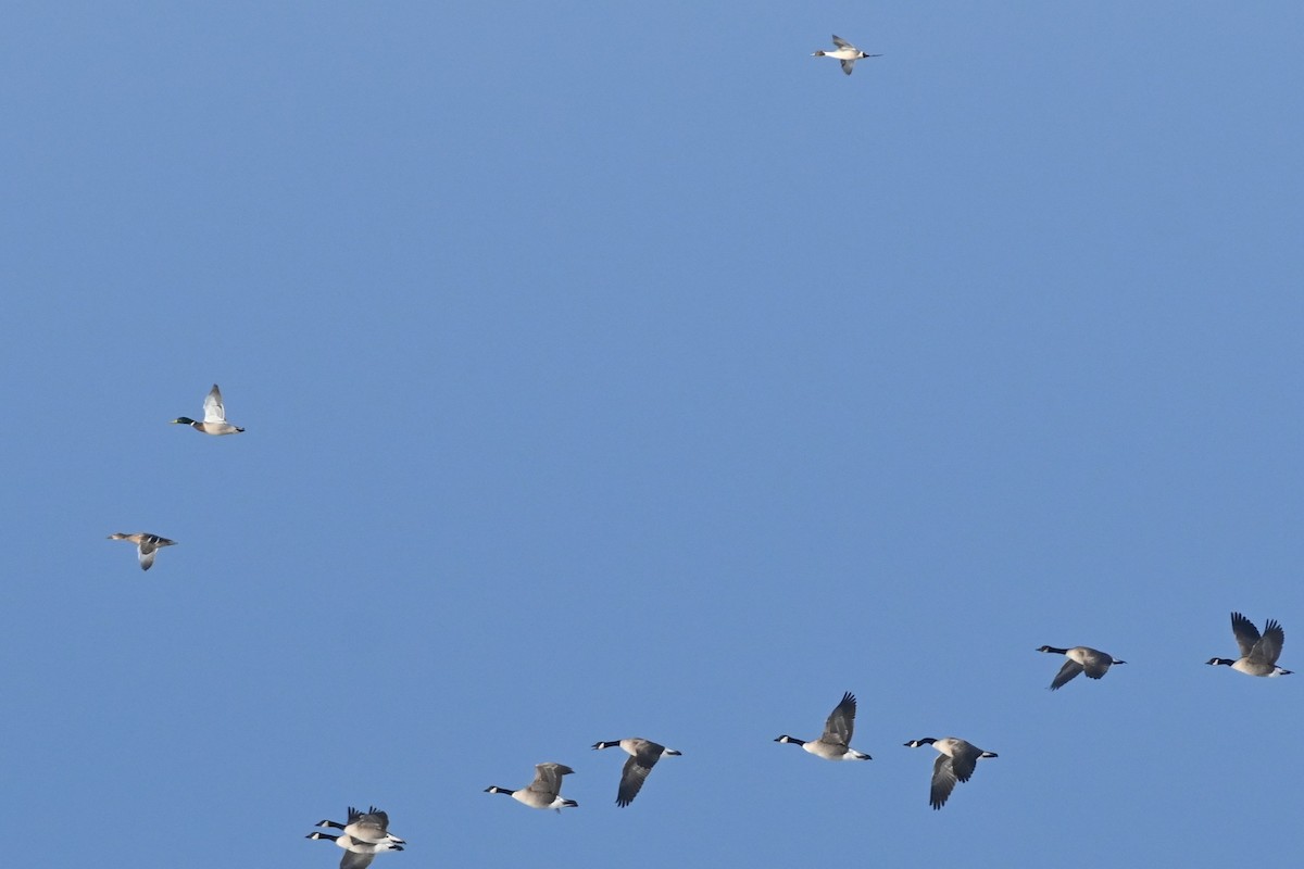 Northern Pintail - Brad Rogers