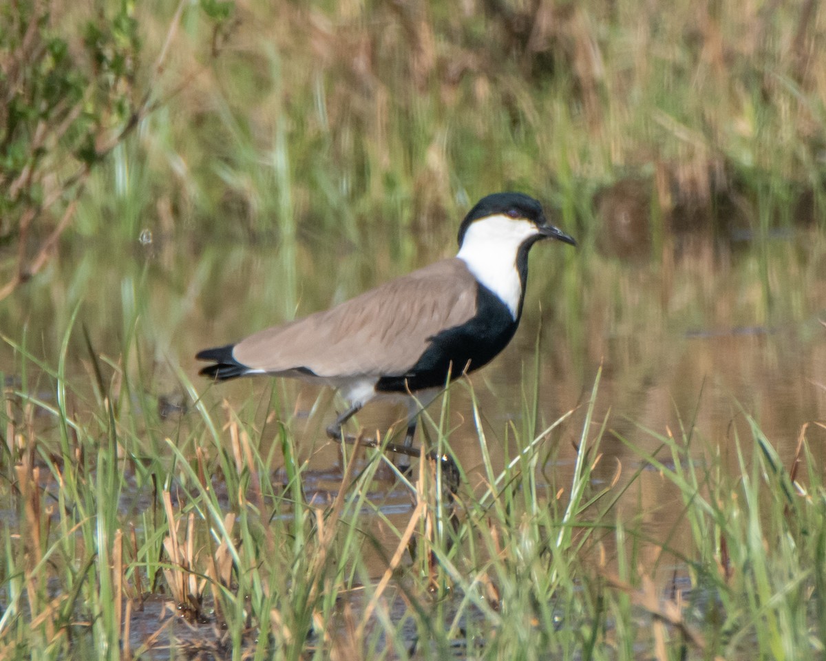 Spur-winged Lapwing - ML615988375